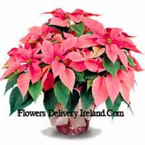 Elegant Poinsettias with Leaves